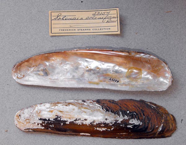 image of lot UMMZ_23154