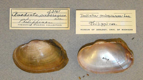 image of lot UMMZ_23161