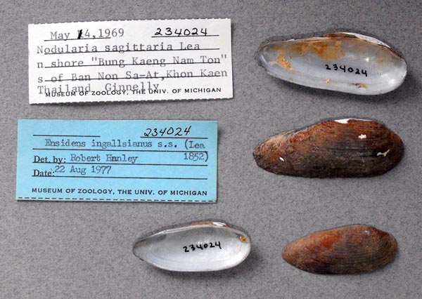 image of lot UMMZ_234024