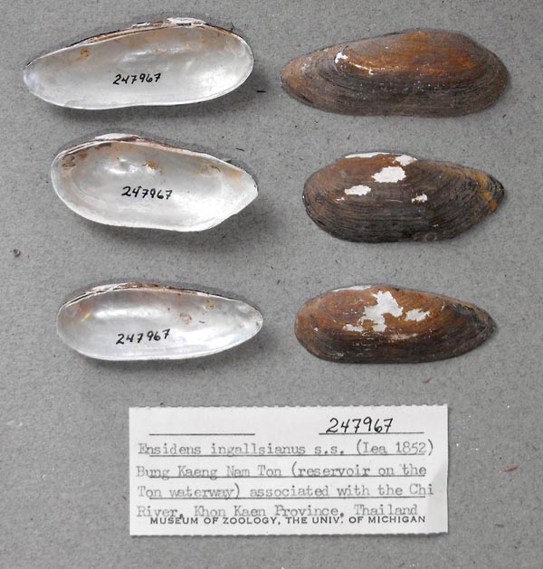 image of lot UMMZ_247967