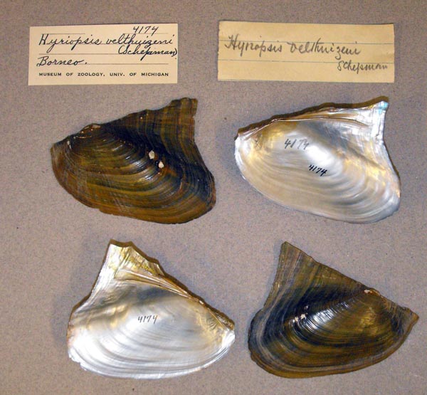 image of lot UMMZ_4174