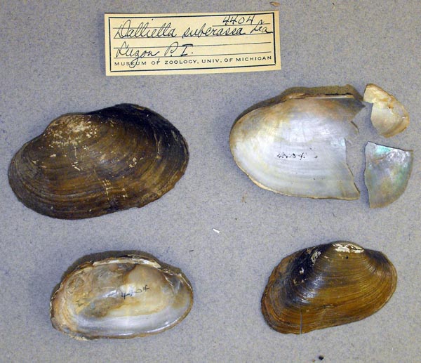 image of lot UMMZ_4404