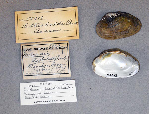 image of lot UMMZ_55211