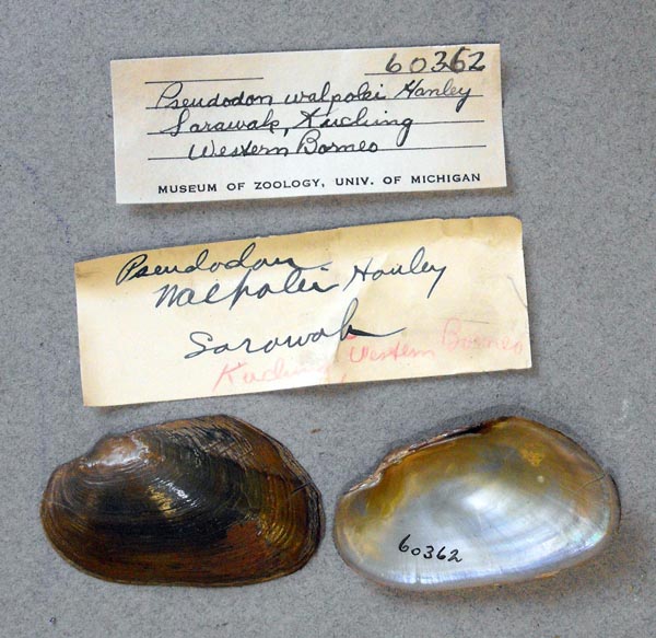 image of lot UMMZ_60362