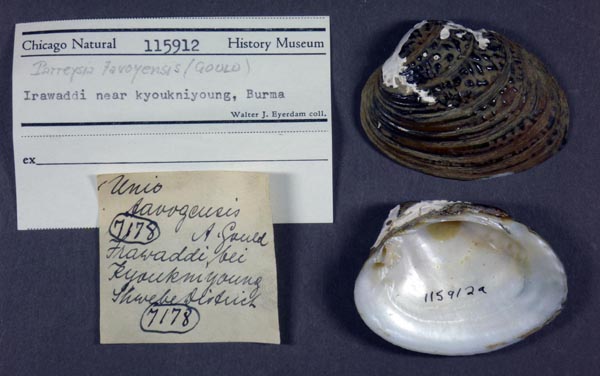 image of lot FMNH_11591