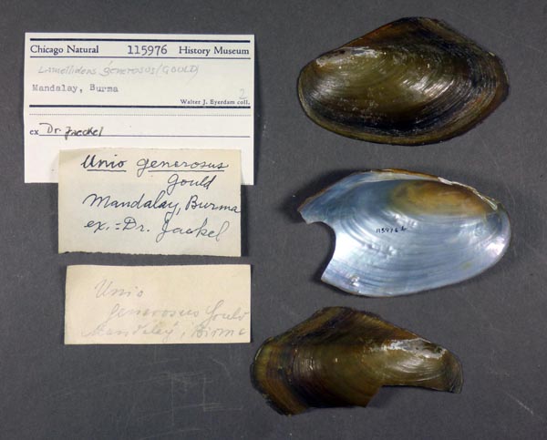 image of lot FMNH_115976