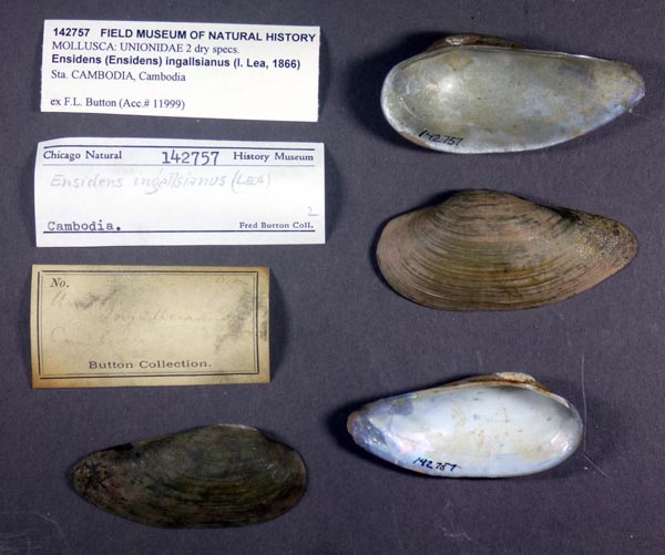 image of lot FMNH_142757