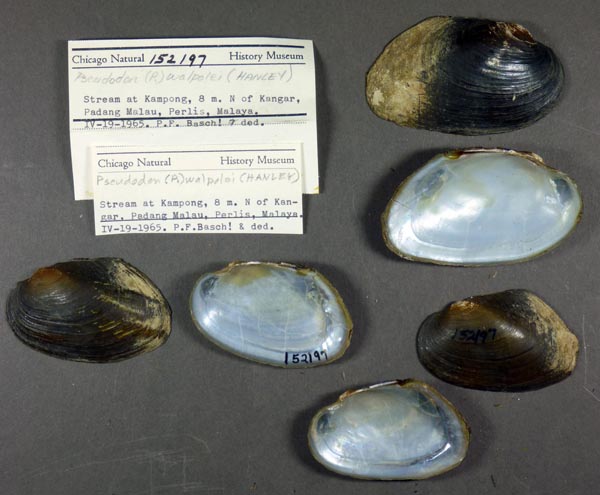 image of lot FMNH_152197