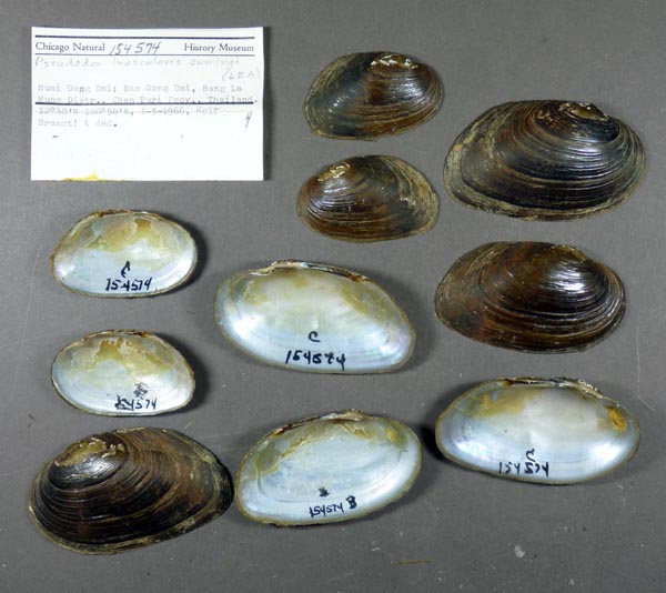 image of lot FMNH_154574