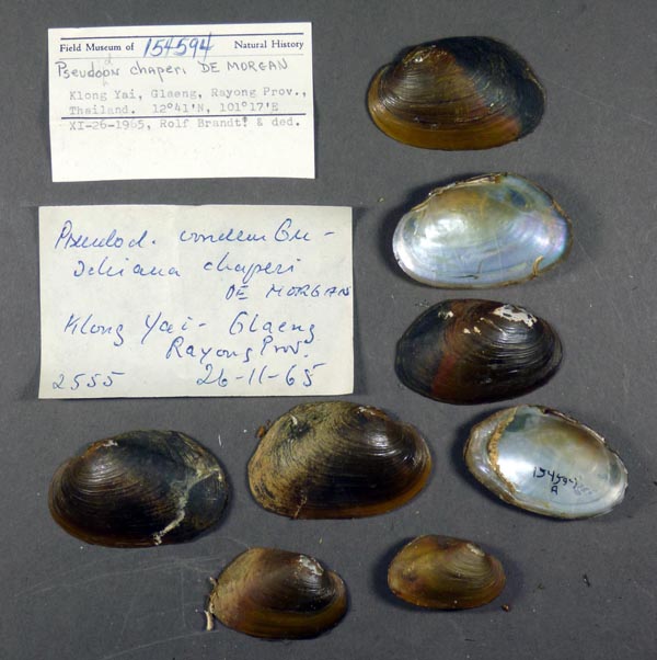 image of lot FMNH_154594