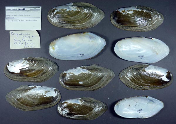 image of lot FMNH_162668