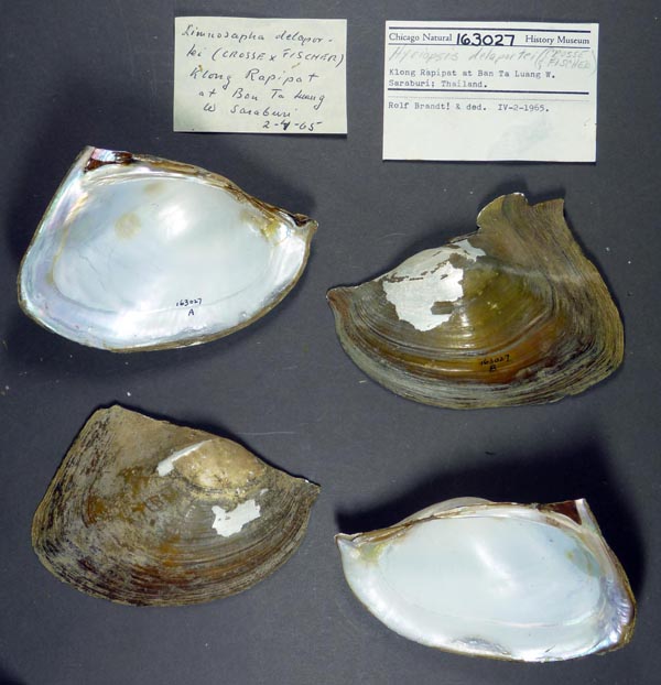 image of lot FMNH_163027