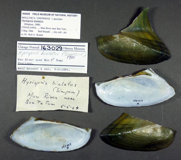 image of lot FMNH_163029