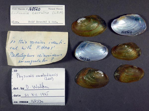 image of lot FMNH_168520