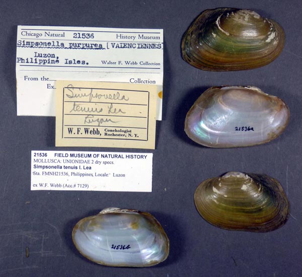 image of lot FMNH_21536