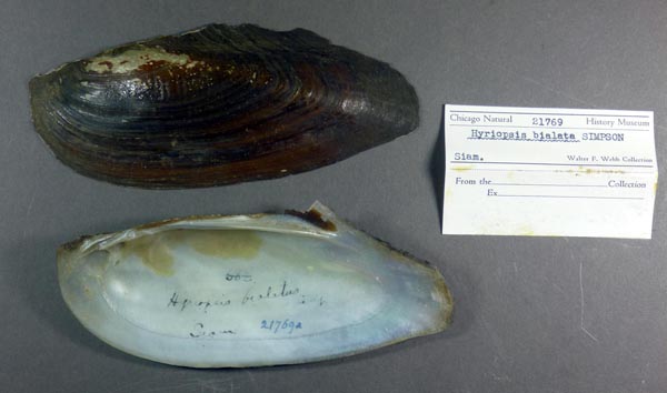 image of lot FMNH_21769