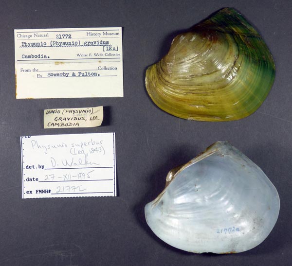 image of lot FMNH_21772