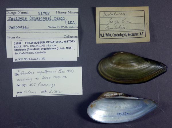 image of lot FMNH_21782