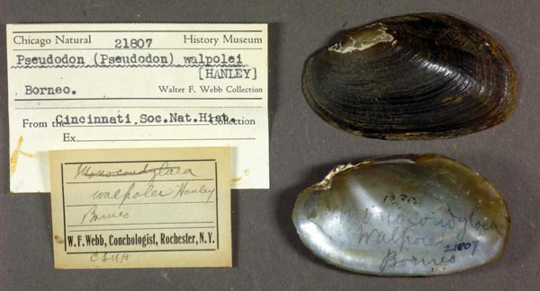 image of lot FMNH_21807