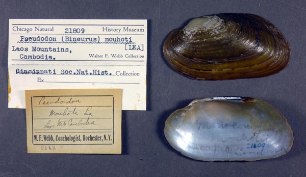 image of lot FMNH_21809