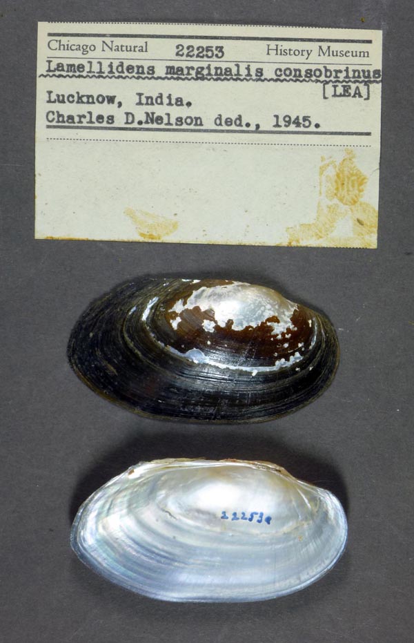 image of lot FMNH_22253