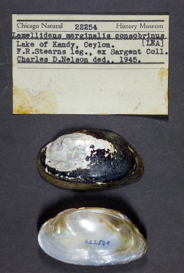 image of lot FMNH_22254