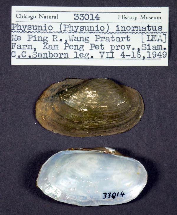 image of lot FMNH_33014