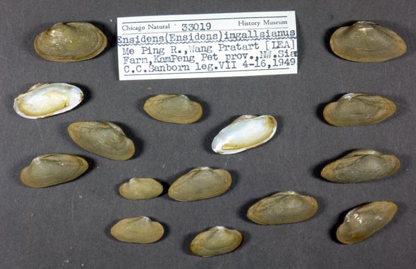 image of lot FMNH_33019