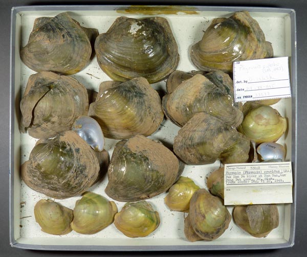 image of lot FMNH_33023