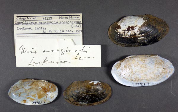 image of lot FMNH_59123