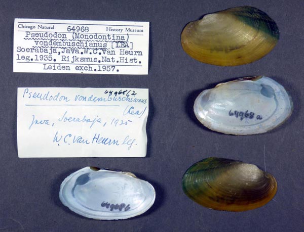 image of lot FMNH_64968