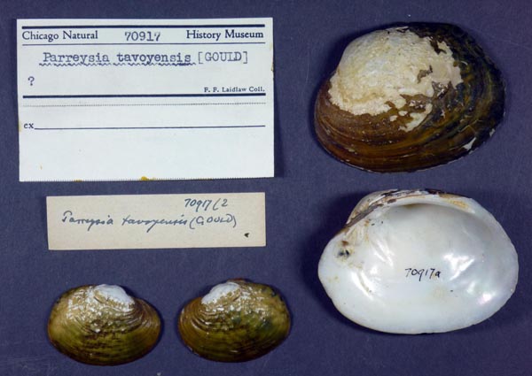 image of lot FMNH_70917