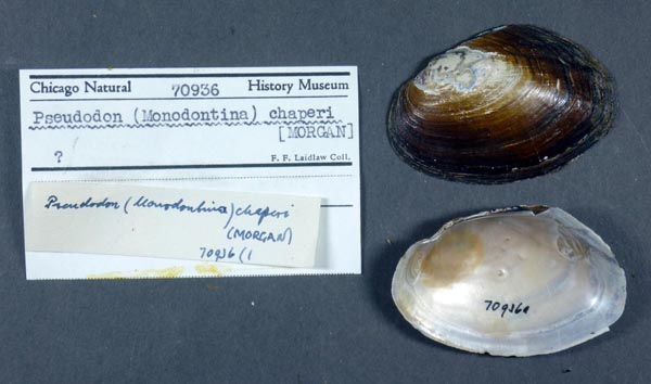 image of lot FMNH_70936