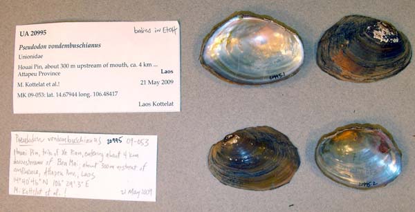 image of lot UA_20995