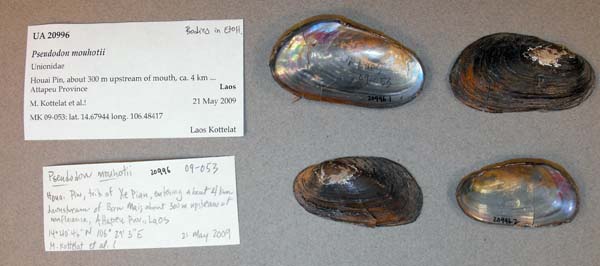 image of lot UA_20996