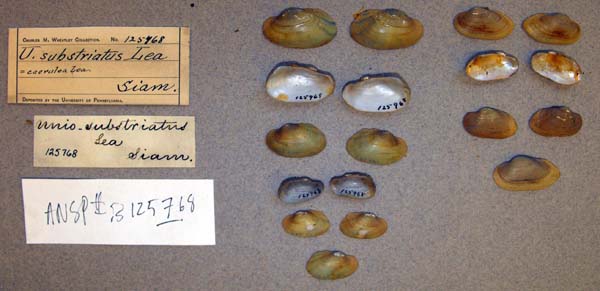 image of lot ANSP_125768