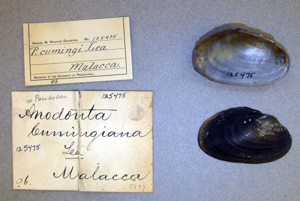 image of lot ANSP_125475