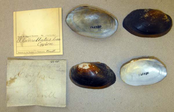 image of lot ANSP_125480