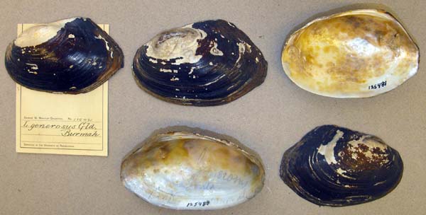 image of lot ANSP_125481