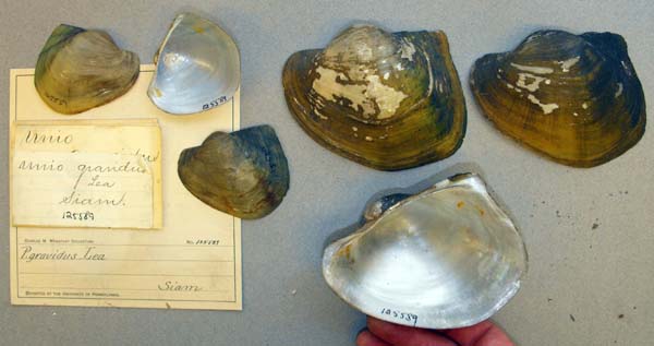 image of lot ANSP_125589