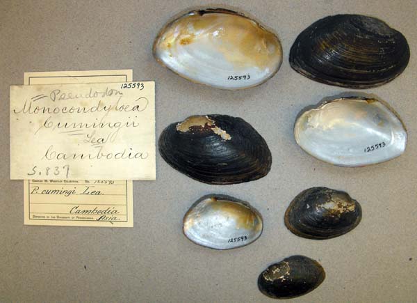 image of lot ANSP_125593