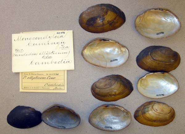 image of lot ANSP_125596