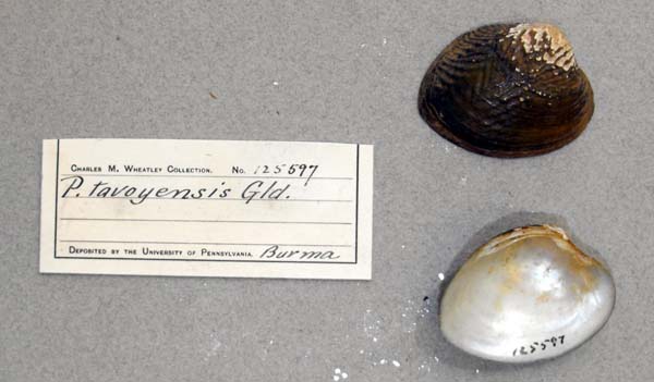 image of lot ANSP_125597