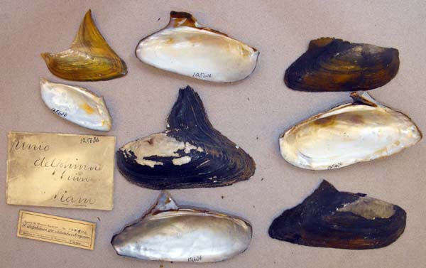 image of lot ANSP_125606