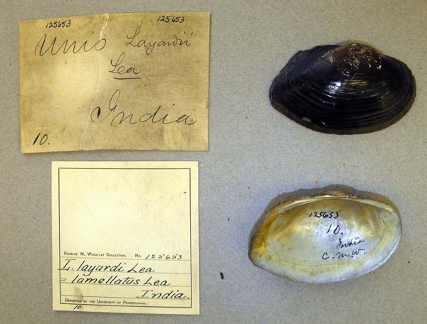 image of lot ANSP_125653