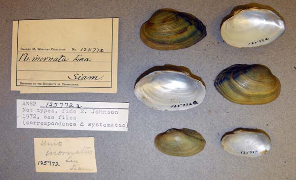 image of lot ANSP_125772