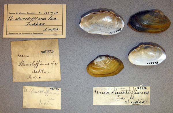 image of lot ANSP_125773