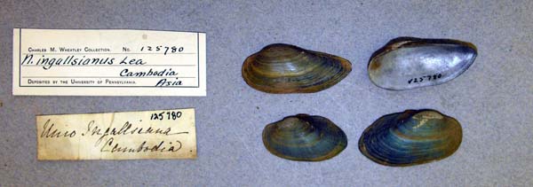 image of lot ANSP_125780