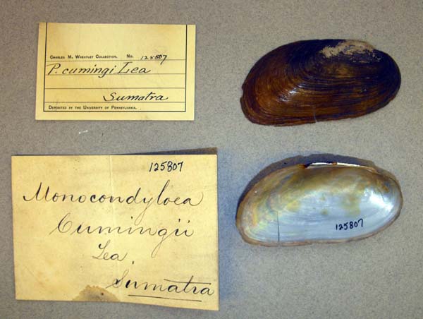 image of lot ANSP_125807