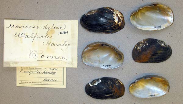 image of lot ANSP_125809